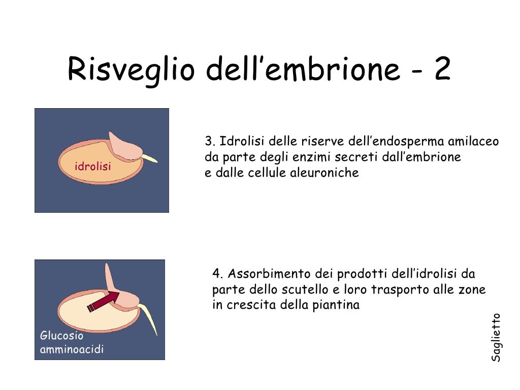 Come si prepara la birra