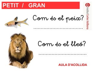 PETIT / GRAN
Com és el peix?
..................................
Com és el lleó?
.................................
AULA D'ACOLLIDA

 