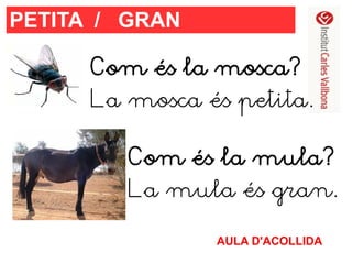 PETITA / GRAN
Com és la mosca?
La mosca és petita.
Com és la mula?
La mula és gran.
AULA D'ACOLLIDA

 