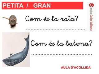 PETITA / GRAN
Com és la rata?
.......................................
Com és la balena?
........................................
AULA D'ACOLLIDA

 