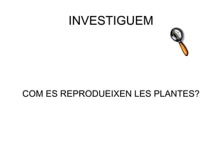 INVESTIGUEM COM ES REPRODUEIXEN LES PLANTES? 