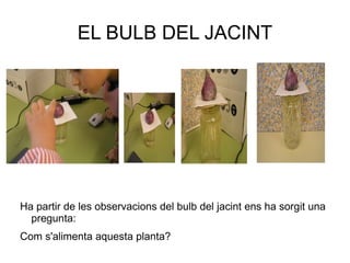 EL BULB DEL JACINT Ha partir de les observacions del bulb del jacint ens ha sorgit una pregunta: 