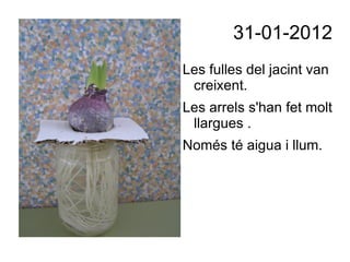 El bulb emmagatzema nutrients El bulb està ple de nutrients, aliments, per a la nova planta que es formarà.  