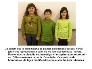 Ja sabem que la gran majoria de plantes dels nostres boscos, horts i jardins es reprodueixen a partir de les flors que fan fruits i llavors. Però  el nostre objectiu és: investigar si una planta pot reproduir-se d'altres maneres: a partir d'una fulla, d'esqueixos de branques o  de tiges modificades com els bulbs i els tubercles. 