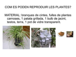 COM ES PODEN REPRODUIR LES PLANTES? MATERIAL: branques de cintes, fulles de plantes carnoses, 1 patata grillada, 1 bulb de jacint, testos, terra, 1 pot de vidre transparent. 
