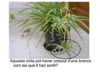 Aquesta cinta pot haver crescut d'una branca com les que li han sortit? 