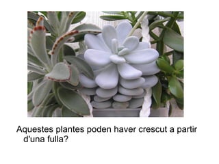 Aquestes plantes poden haver crescut a partir d'una fulla? 
