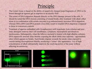 Principle
• The Comet Assay is based on the ability of negatively charged loops/fragments of DNA to be
drawn through an agarose gel in response to an electric field
• The extent of DNA migration depends directly on the DNA damage present in the cells. It
should be noted that DNA lesions consisting of strand breaks after treatment with alkali either
alone or in combination with certain enzymes (e.g.endonucleases) increases DNA migration,
whereas DNA-DNA and DNA-protein cross-links result in retarded DNA migration compared
to those in concurrent controls
• Treatment of agarose-embedded cells (lymphocytes) with hypertonic lysis solution and non-
ionic detergent removes their cell membranes, cytoplasm, nucleoplasm and dissolves
nucleosomes. Subsequently, when the leftover nucleoid is treated with high alkaline solution,
DNA supercoils unwind/ relax thereby exposing the alkali labile sites (apurinic / apyrimidinic
sites) which appears as breaks. Such breaks migrate towards the anode when exposed to
current during electrophoresis thereby producing a ‘comet’-like appearance. Use of high
concentration of alkali substantially improves the resolving power of the assay without
affecting its sensitivity.
 