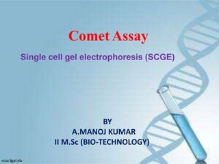 Comet Assay
Single cell gel electrophoresis (SCGE)
BY
A.MANOJ KUMAR
II M.Sc (BIO-TECHNOLOGY)
 