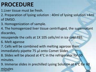 PROCEDURE
1.Liver tissue must be fresh.
2. Preparation of lysing solution : 40ml of lysing solution +4ml
of DMSO.
3. Homogenization of sample.
4. The homogenized liver tissue centrifuged, the supernatant
discardes,
resuspende the cells at 1X 105 cells/ml in ice cold PBS.
6. Melt agarose
7. Cells will be combined with melting agarose then
immediately pipette 75 μl onto Comet Slides
8. Slides will be placed at 4°C in the refrigerator for 30
minutes.
9. Immerse slides in prechilled Lysing Solution at 4°C for 60
minutes
 