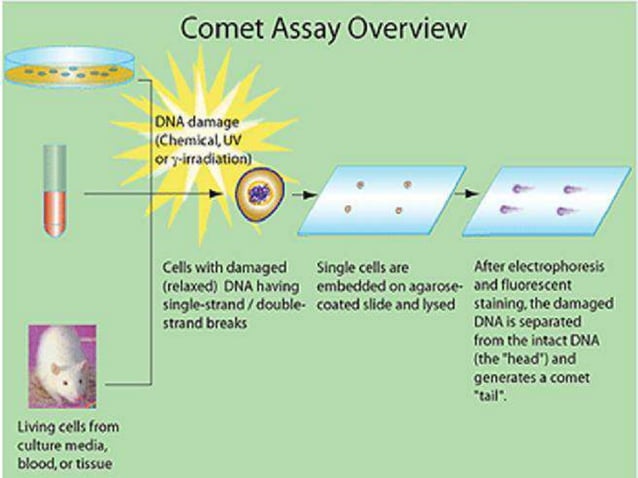 Comet assay | PPTX | Chemistry | Science