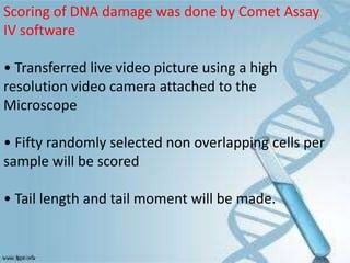 Scoring of DNA damage was done by Comet Assay
IV software
• Transferred live video picture using a high
resolution video camera attached to the
Microscope
• Fifty randomly selected non overlapping cells per
sample will be scored
• Tail length and tail moment will be made.
 