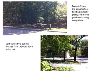 Even stuff near
the actual school
buildings is really
pretty and there’s
good landscaping
everywhere
Just walkin by a bunch a
bushes takin ur photo don’t
mind me
 