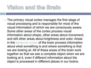 The primary visual cortex manages the first stage of


    visual processing and is responsible for most of the
    visua...
