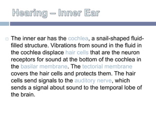 The inner ear has the cochlea, a snail-shaped fluid-

    filled structure. Vibrations from sound in the fluid in
    the...