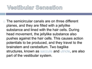 The semicircular canals are on three different


    planes, and they are filled with a jellylike
    substance and lined...