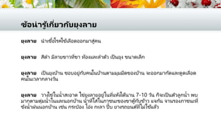 ข้อน่ารู ้เกี่ยวกับยุงลาย
ยุงลาย นาเชื้อโรคไข้เลือดออกมาสู่คน
ยุงลาย สีดา มีลายขาวที่ขา ท้องและลาตัว เป็ นยุง ขนาดเล็ก
ยุงลาย เป็ นยุงบ้าน ชอบอยู่กับคนในบ้านตามมุมมืดของบ้าน จะออกมากัดและดูดเลือด
คนในเวลากลางวัน
ยุงลาย วางไข่ในน้าสะอาด ไข่ยุงลายอยู่ในที่แห้งได้นาน 7-10 วัน ก็จะเป็ นตัวลูกน้า พบ
มากตามตุ่มน้าในและนอกบ้าน น้าที่ใส่ในภาชนะของขาตู้กับข้าว แจกัน จานรองภาชนะที่
ขังน้าฝนนอกบ้าน เช่น กระป๋ อง โอ่ง กะลา ปี๊บ ยางรถยนต์ที่ไม่ใช้แล้ว
 