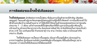 การติดต่อของโรคไข้เลือดออก
โรคไข้เลือดออก มักติดต่อจากคนไปสู่คน ซึ่งมียุงลายเป็ นตัวพาหะที่สาคัญ (Aedes
aegypt) โดยยุงตัวเมียจะกัดและดูดเลือดของผู้ป่วยที่มีเชื้อไวรัสเดงกี จากนั้นเชื้อจะเข้าไป
ฟักตัวและเพิ่มจานวนในตัวยุงลาย ทาให้มีเชื้อไวรัสอยู่ในตัวของยุงตลอดระยะเวลาของมัน
ประมาณ 1 - 2 เดือน แล้วถ่ายทอดเชื้อไปสู่คนที่ถูกกัดได้ ยุงลายเป็ นยุงที่อาศัยอยู่ใน
บริเวณบ้าน มักออกกัดเวลากลางวัน มีแหล่งเพาะพันธุ์คือ น้านิ่งที่ขังอยู่ในภาชนะเก็บน้า
ต่างๆ อาทิ โอ่ง แจกันดอกไม้ ถ้วยรองขาตู้ จาน ชาม กระป๋ อง หม้อ ยางรถยนต์หรือ
กระถาง เป็ นต้น
โรคไข้เลือดออก พบโดยมากในฤดูฝน เนื่องจากในฤดูนี้เด็กๆ มักจะอยู่บ้าน
มากกว่าฤดูอื่นๆ อีกทั้งยุงลายยังมีการแพร่พันธุ์มากในฤดูฝน ซึ่งในเมืองใหญ่ๆ อย่าง
กรุงเทพฯ อาจพบโรคไข้เลือดออกนี้ได้ตลอดทั้งปี
 