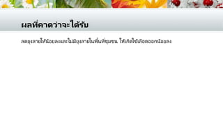 ผลที่คาดว่าจะได้รับ
ลดยุงลายให้น้อยลงและไม่มียุงลายในพื้นที่ชุมชน ให้เกิดไข้เลือดออกน้อยลง
 