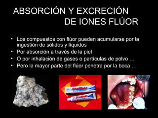 ABSORCIÓN Y EXCRECIÓN    DE IONES FLÚOR Los compuestos con flúor pueden acumularse por la ingestión de sólidos y líquidos  Por absorción a través de la piel O por inhalación de gases o partículas de polvo … Pero la mayor parte del flúor penetra por la boca … 