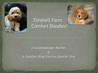 Timshell FarmGolden CavaDoodles A Goldendoodle Mother & A Cavalier King Charles Spaniel Sire 