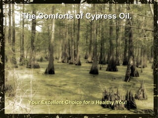 The Comforts of Cypress Oil.  Your Excellent Choice for a Healthy You! 