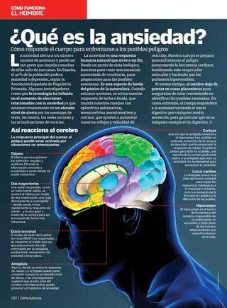 L
a ansiedad afecta a un número
enorme de personas y puede ser
tan grave que impida a muchas
de ellas salir de sus casas. En España,
el 40% de la población padece
ansiedad o depresión, según la
Asociación Española de Psquiatría
Priovada. Algunos investigadores
creen que la tecnología ha influido
en el aumento de afecciones
relacionadas con la ansiedad ya que
estamos constamente en un elevado
nivel de alerta por los mensajes de
texto, los emails, las redes sociales y
las actualizaciones de noticias.
Cómorespondeelcuerpoparaenfrentarsealosposiblespeligros
¿Qué es la ansiedad?
©
Alamy;
Thinkstock
Tálamo
El tálamo procesa primero
los estímulos visuales y
auditivos filtrando la
información entrante y
enviándola a zonas donde se
puede interpretar.
Corteza
Una vez que la amígdala cerebral y
el hipocampo han recibido un
estímulo, la función de la corteza
es descubrir qué ha provocado la
respuesta de miedo. Cuando el
peligro percibido ha acabado, una
sección de la corteza prefrontal
indica a la amígdala que cese su
actividad. Es fundamental para
desactivar la ansiedad.
Hipocampo
El hipocampo es el centro
de la memoria del
cerebro, responsable de
la codificación en
recuerdos a largo plazo
de los eventos
amenazadores que
experimentamos
en la vida.
Amígdala
Aquí es dónde se activa la respuesta
de miedo. La amígdala puede poner
a nuestro cuerpo en un elevado nivel
de alerta, y las investigaciones
sugieren que si esta zona del
cerebro está hiperactiva, puede
provocar un trastorno de ansiedad.
Estría terminal
El núcleo de lecho de la estría
terminal (BNST) es responsable
de mantener el miedo una vez
que esta emoción ha sido
estimulada por la amígdala,
produciendo sensaciones de
ansiedad a largo plazo.
Locus cerúleo
La amígdala activa esta
zona del tronco cerebral
para iniciar las
respuestas fisiológicas a
la ansiedad o el estrés,
como un aumento de la
frecuencia cardíaca y la
dilatación de las pupilas.
La ansiedad es una respuesta
humana natural que sirve a un fin.
Desde un punto de vista biológico,
funciona para crear una sensación
aumentada de conciencia, para
prepararnos para las posibles
amenazas. Es una especie de botón
del pánico de la naturaleza. Cuando
estamos ansiosos, se activa nuestra
respuesta de lucha o huida, que
inunda nuestros cuerpos con
epinefrina (adrenalina),
norepinefrina (noradrenalina) y
cortisol, que ayudan a aumentar
nuestros reflejos y velocidad de
reacción. Nuestro cuerpo se prepara
para enfrentarse al peligro
aumentando la frecuencia cardíaca,
bombeando más sangre a los
músculos y haciendo que los
pulmones hiperventilen.
Al mismo tiempo, el cerebro deja de
pensar en cosas placenteras para
asegurarse de estar concentrado en
identificar las posibles amenazas. En
casos extremos, el cuerpo responderá
a la ansiedad vaciando el tracto
digestivo por cualquier medio
necesario, para garantizar que no se
malgaste energía en la digestión.
La respuesta principal del cuerpo al
peligro puede estar activada por
situaciones no amenazantes
Así reacciona el cerebro
Dos trayectorias
Una señal inesperada, como
un ruido fuerte súbito, se
enviará al tálamo por medio
de dos trayectorias: una viaja
directamente a la amígdala
– donde puede iniciar
rápidamente la respuesta de
miedo – y la otra pasa a
través de la corteza para ser
procesada de forma más
minuciosa.
Elhombre
022 | Cómofunciona
 