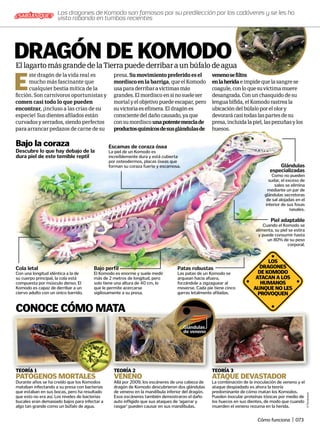 EllagartomásgrandedelaTierrapuedederribaraunbúfalodeagua
E
ste dragón de la vida real es
mucho más fascinante que
cualquier bestia mítica de la
ficción. Son carnívoros oportunistas y
comen casi todo lo que pueden
encontrar, ¡incluso a las crías de su
especie! Sus dientes afilados están
curvados y serrados, siendo perfectos
para arrancar pedazos de carne de su
presa. Sumovimientopreferidoesel
mordiscoenlabarriga,queelKomodo
usaparaderribaravíctimasmás
grandes.Elmordiscoensínosueleser
mortalyelobjetivopuedeescapar,pero
suvictoriaesefímera.Eldragónes
conscientedeldañocausado,yaque
consumordiscounapotentemezclade
productosquímicosdesusglándulasde
venenosefiltra
enlaheridaeimpidequelasangrese
coagule,conloquesuvíctimamuere
desangrada.Conunchasquidodesu
lenguabífida,elKomodorastreala
ubicacióndelbúfaloporelolory
devorarácasitodaslaspartesdesu
presa,incluidalapiel,laspezuñasylos
huesos.
LOS
DRAGONES
DE KOMODO
ATACAN A LOS
HUMANOS
AUNQUE NO LES
PROVOQUEN
DRAGÓN DE KOMODO
Glándulas
especializadas
Como no pueden
sudar, el exceso de
sales se elimina
mediante un par de
glándulas secretoras
de sal alojadas en el
interior de sus fosas
nasales.
Bajo perfil
El Komodo es enorme y suele medir
más de 2 metros de longitud, pero
solo tiene una altura de 40 cm, lo
que le permite acercarse
sigilosamente a su presa.
Cola letal
Con una longitud idéntica a la de
su cuerpo principal, la cola está
compuesta por músculo denso. El
Komodo es capaz de derribar a un
ciervo adulto con un único barrido.
Escamas de coraza ósea
La piel de un Komodo es
increíblemente dura y está cubierta
por osteodermos, placas óseas que
forman su coraza fuerte y escamosa.
Piel adaptable
Cuando el Komodo se
alimenta, su piel se estira
y puede consumir hasta
un 80% de su peso
corporal.
Patas robustas
Las patas de un Komodo se
arquean hacia afuera,
forzándole a zigzaguear al
moverse. Cada pie tiene cinco
garras letalmente afiladas.
Descubre lo que hay debajo de la
dura piel de este temible reptil
Bajo la coraza
TEORÍA 1
PATÓGENOS MORTALES
Durante años se ha creído que los Komodos
mataban infectando a su presa con bacterias
que estaban en sus bocas, pero ha resultado
que esto no era así. Los niveles de bacterias
bucales eran demasiado bajos para infectar a
algo tan grande como un búfalo de agua.
TEORÍA 2
Veneno
Allá por 2009, los escáneres de una cabeza de
dragón de Komodo descubrieron dos glándulas
de veneno en la mandíbula inferior del dragón.
Esos escáneres también demostraron el daño
auto infligido que sus ataques de ‘agarrar y
rasgar’ pueden causar en sus mandíbulas.
TEORÍA 3
ATAQUE DEVASTADOR
La combinación de la inoculación de veneno y el
ataque despiadado es ahora la teoría
predominante de cómo matan los Komodos.
Pueden inocular proteínas tóxicas por medio de
los huecos en sus dientes, de modo que cuando
muerden el veneno rezuma en la herida.
conoce CÓMO MATA
Glándulas
de veneno
©
Thinkstock
Los dragones de Komodo son famosos por su predilección por los cadáveres y se les ha
visto robando en tumbas recientes
¿SABÍAS QUE?
Cómo funciona | 073
 