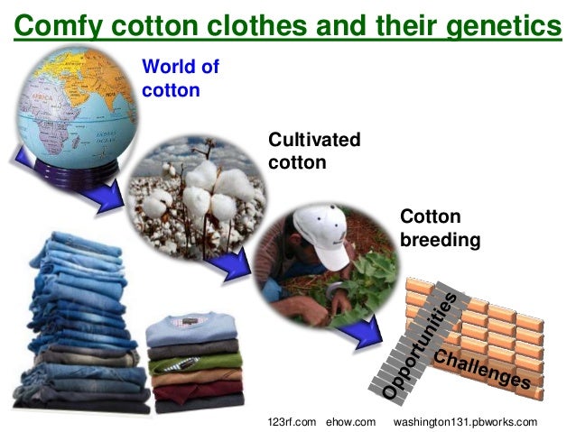 Comfy cotton clothes and their genetics khanal 2013