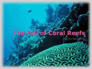 The Fall of Coral Reefs
                Rachel Neuharth
 