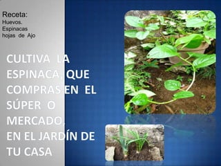 Receta:
Huevos.
Espinacas
hojas de Ajo
 
