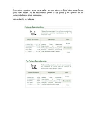 Los patos requieren agua para nadar, aunque siempre debe haber agua fresca 
para que beban. No se recomienda poner a los patos y los gansos en las 
proximidades de agua estancada. 
Alimentación por etapas: 
 