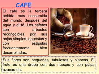 CAFE
El café es la tercera
bebida más consumida
del mundo después del
agua y el té. Los cafetos
son              arbustos
reconocibles por sus
hojas simples, opuestas y
con              estípulas
frecuentemente        bien
desarrolladas.
Sus flores son pequeñas, tubulosas y blancas. El
fruto es una drupa con dos nueces y con pulpa
azucarada.
 