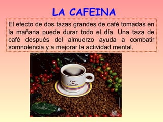 LA CAFEINA
El efecto de dos tazas grandes de café tomadas en
la mañana puede durar todo el día. Una taza de
café después del almuerzo ayuda a combatir
somnolencia y a mejorar la actividad mental.
 