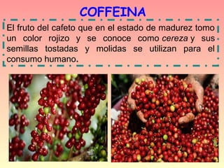 COFFEINA
El fruto del cafeto que en el estado de madurez tomo
un color rojizo y se conoce como cereza y sus
semillas tostadas y molidas se utilizan para el
consumo humano.
 