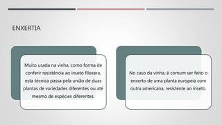 ENXERTIA
Muito usada na vinha, como forma de
conferir resistência ao inseto filoxera,
esta técnica passa pela união de duas
plantas de variedades diferentes ou até
mesmo de espécies diferentes.
No caso da vinha, é comum ser feito o
enxerto de uma planta europeia com
outra americana, resistente ao inseto.
 