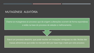 MUTAGÉNESE ALEATÓRIA
Este é um processo aleatório, que pode resultar em mutações vantajosas ou não. Muitas das
massas alimentícias que estão no mercado têm por base trigo criado por este processo.
Chama-se mutagénese ao processo que dá origem a alterações ocorrem de forma espontânea
e estão na base do processo de seleção e melhoramento.
 