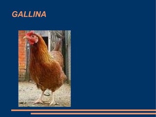 GALLINA 