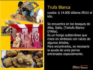 cuesta: $ 14.000 dólares EEUU el kilo.  Se encuentra en los bosques de Alba, Italia, (Tartufo Bianco D’Alba).  Es un hongo subterráneo que crece en simbiosis con raíces de algunos árboles.  Para encontrarlos, es necesaria la ayuda de unos perros entrenados especialmente. Trufa Blanca 
