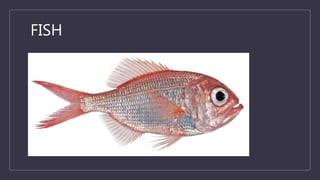 FISH
 
