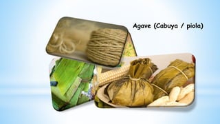 Agave (Cabuya / piola)
 