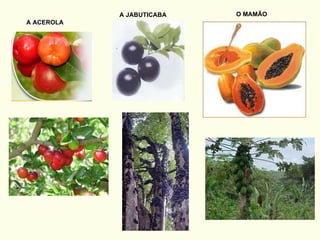 A ACEROLA A JABUTICABA O MAMÃO 