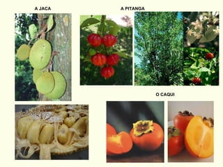 A JACA A PITANGA O CAQUI 
