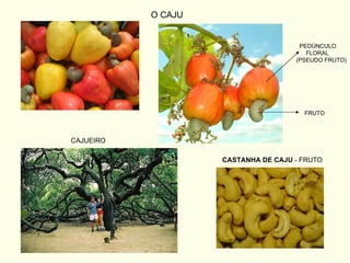 O CAJU CASTANHA DE CAJU  - FRUTO CAJUEIRO PEDÚNCULO FLORAL (PSEUDO FRUTO) FRUTO 