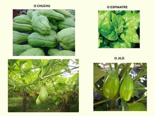 O CHUCHU O ESPINAFRE O JILÓ 