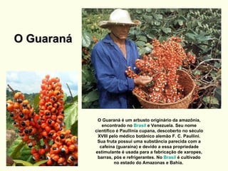 O Guaraná O Guaraná é um arbusto originário da amazônia, encontrado no  Brasil  e Venezuela. Seu nome científico é Paullinia cupana, descoberto no século XVIII pelo médico botânico alemão F. C. Paullini. Sua fruta possui uma substância parecida com a cafeína (guaraína) e devido a essa propriedade estimulante é usada para a fabricação de xaropes, barras, pós e refrigerantes. No  Brasil  é cultivado no estado do Amazonas e Bahia.  