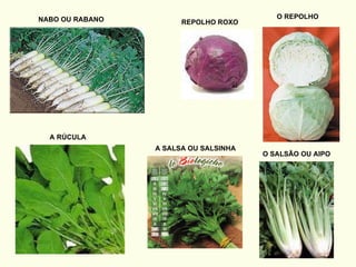 NABO OU RABANO REPOLHO ROXO O REPOLHO A SALSA OU SALSINHA O SALSÃO OU AIPO A RÚCULA 