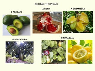 O ABACATE A CARAMBOLA O MARACUJÁ FRUTAS TROPICAIS O ABACATEIRO A ROMÃ 
