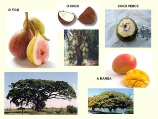 O FIGO A MANGA O COCO COCO VERDE 