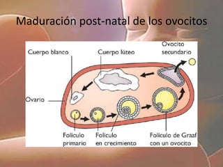 Las células de Sertoli son pieza clave en la regulación de la espermatogénesis, pues liberan la hormona foliculoestimulante en los túbulos seminíferos, además de sostener y nutrir las células germinativas.